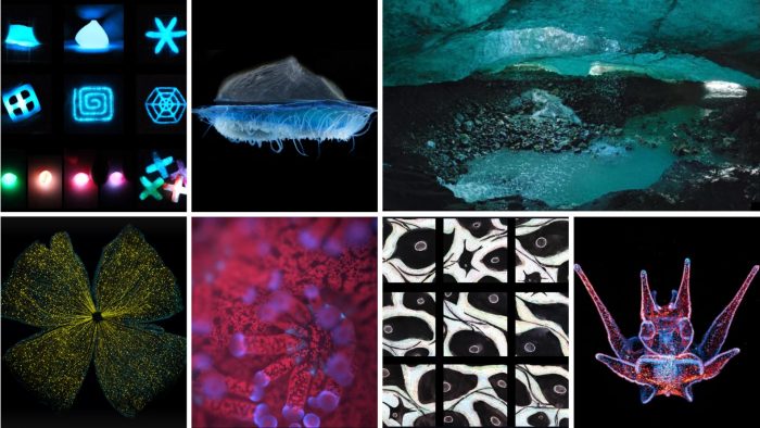 Cast Your Vote for the 2025 Art of Science Contest Community Favorite